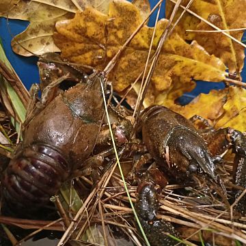 Warsztaty "Poznaj stwora z wdzydzkiego jeziora" Grafika Warsztaty "Poznaj stwora z wdzydzkiego jeziora"